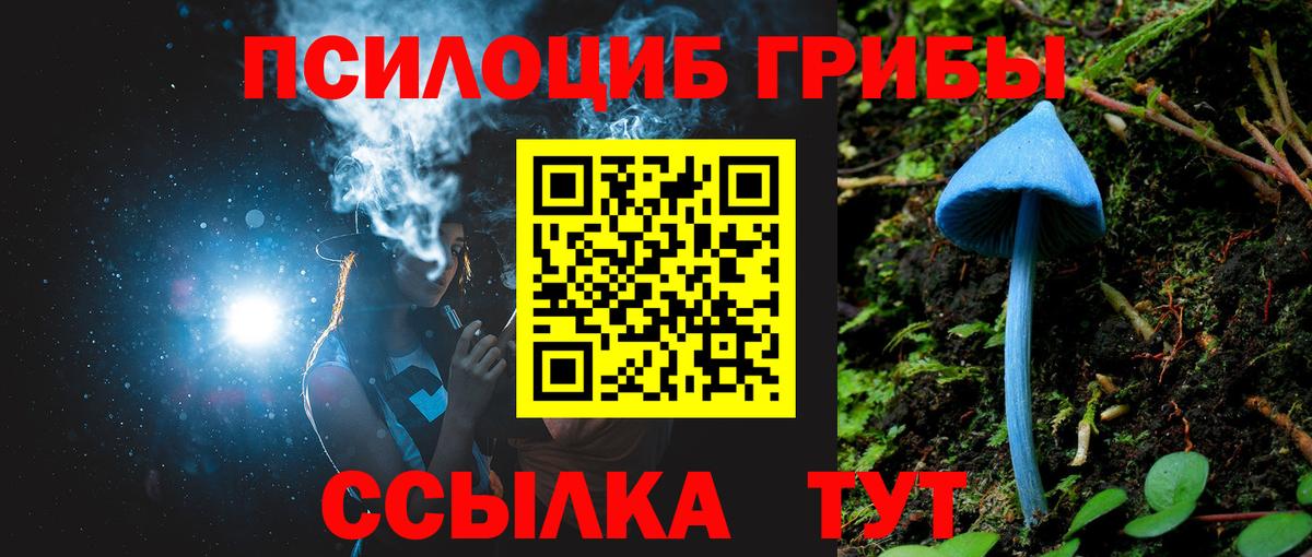 Псилоцибиновые грибы Psilocybe Мурманск